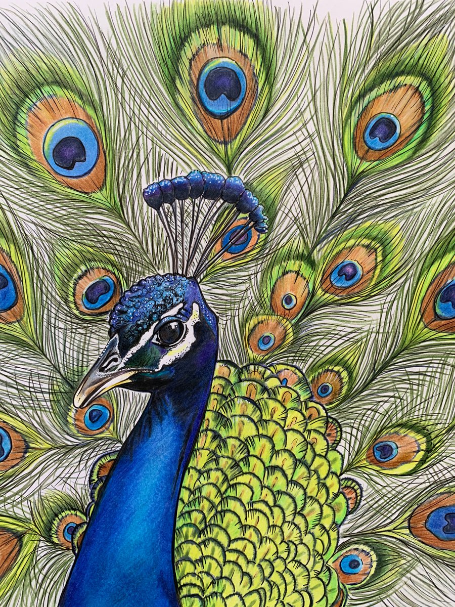 Painting , Peacock By Karen Elaine Evans, 10 X 12, Artwork For Sale On Artfinder