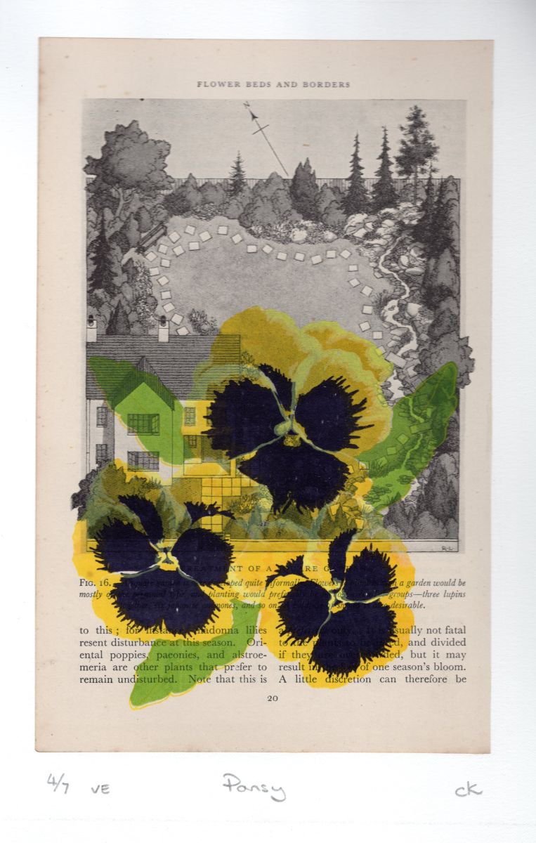 Garden Pansy by Carole King