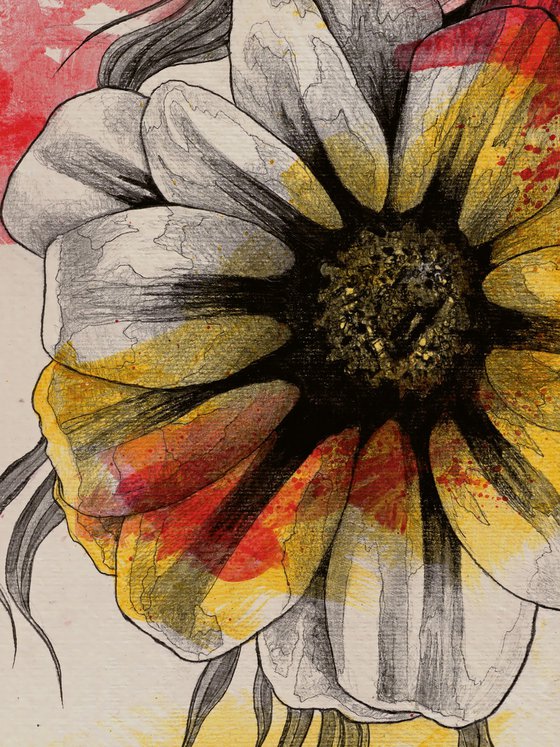Floral Series: Gazania Rigens