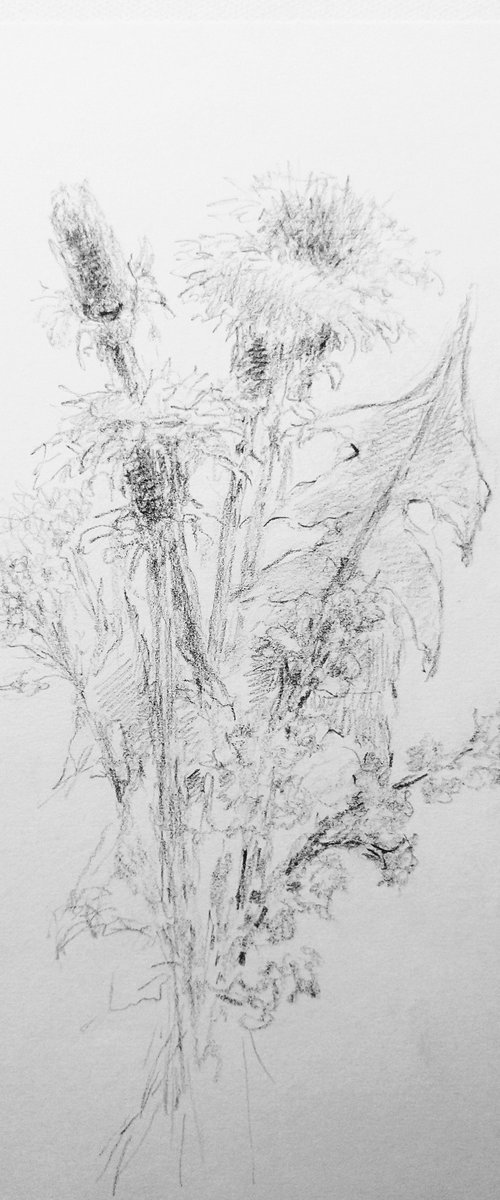 Dandelions #1. Original pencil drawing. by Yury Klyan