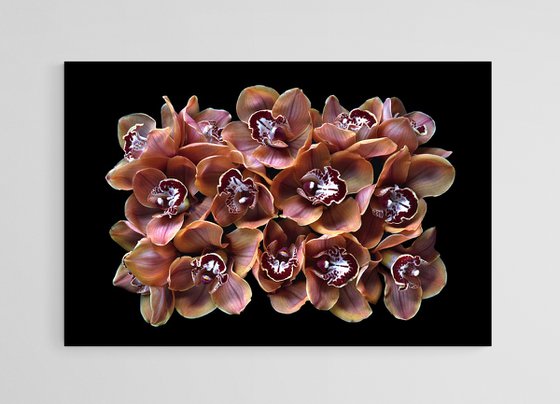 Cymbidium Orchids