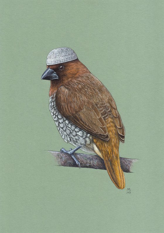 Original pastel drawing bird "Scaly-breasted munia"