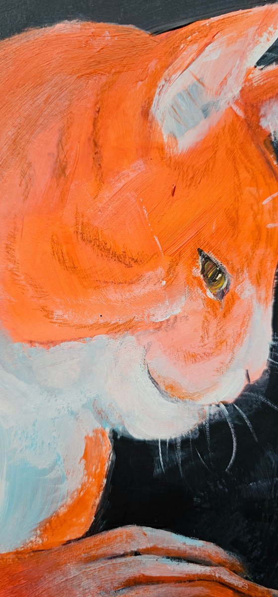 Orange ginger cat portrait on black