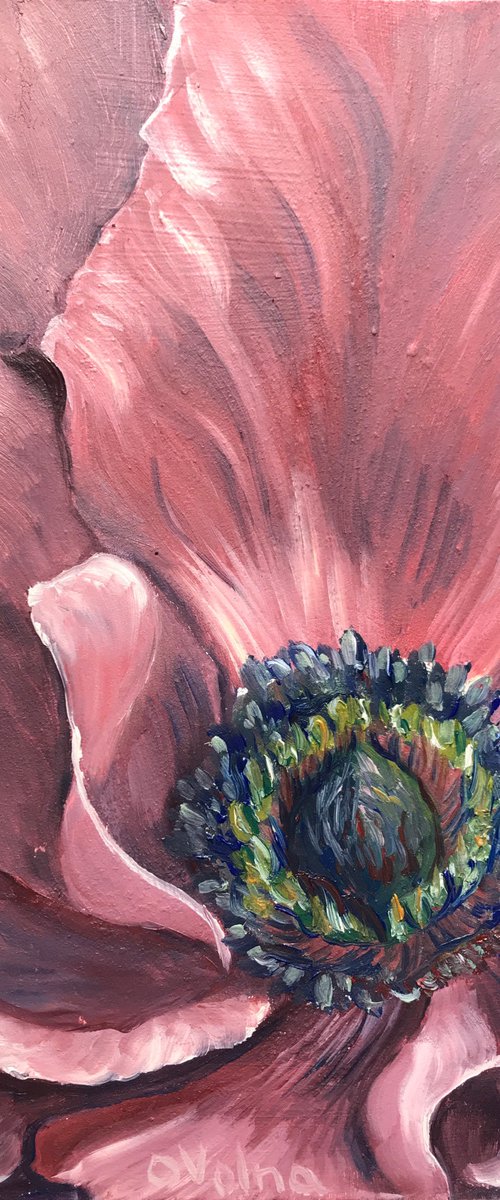 Poppy by Olga Volna