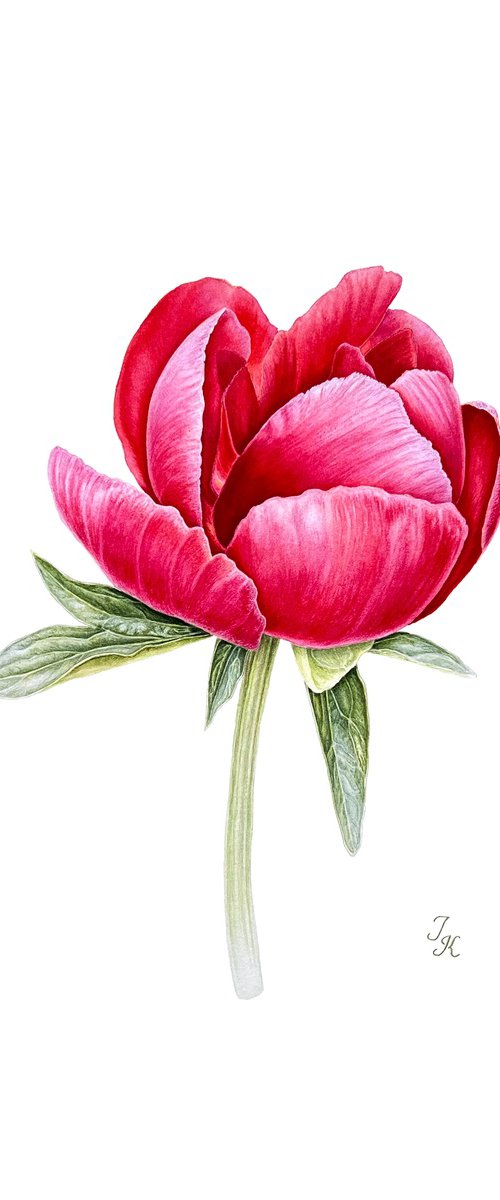 Crimson peony by Tetiana Kovalova