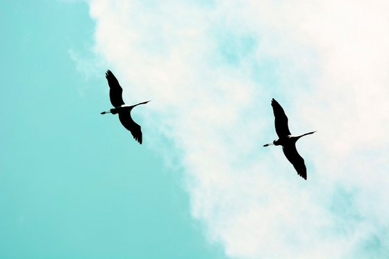 Crane(s) V | Limited Edition Fine Art Print 1 of 10 | 60 x 40 cm