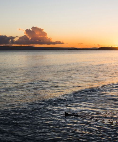 CATCHING THE LAST WAVE by Andrew Lever