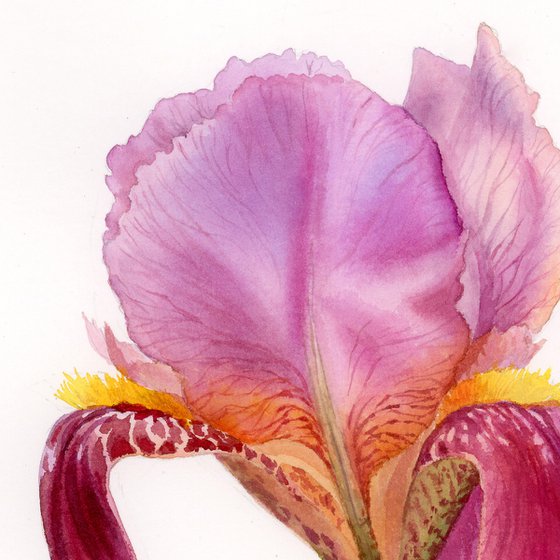 Burgundy Iris