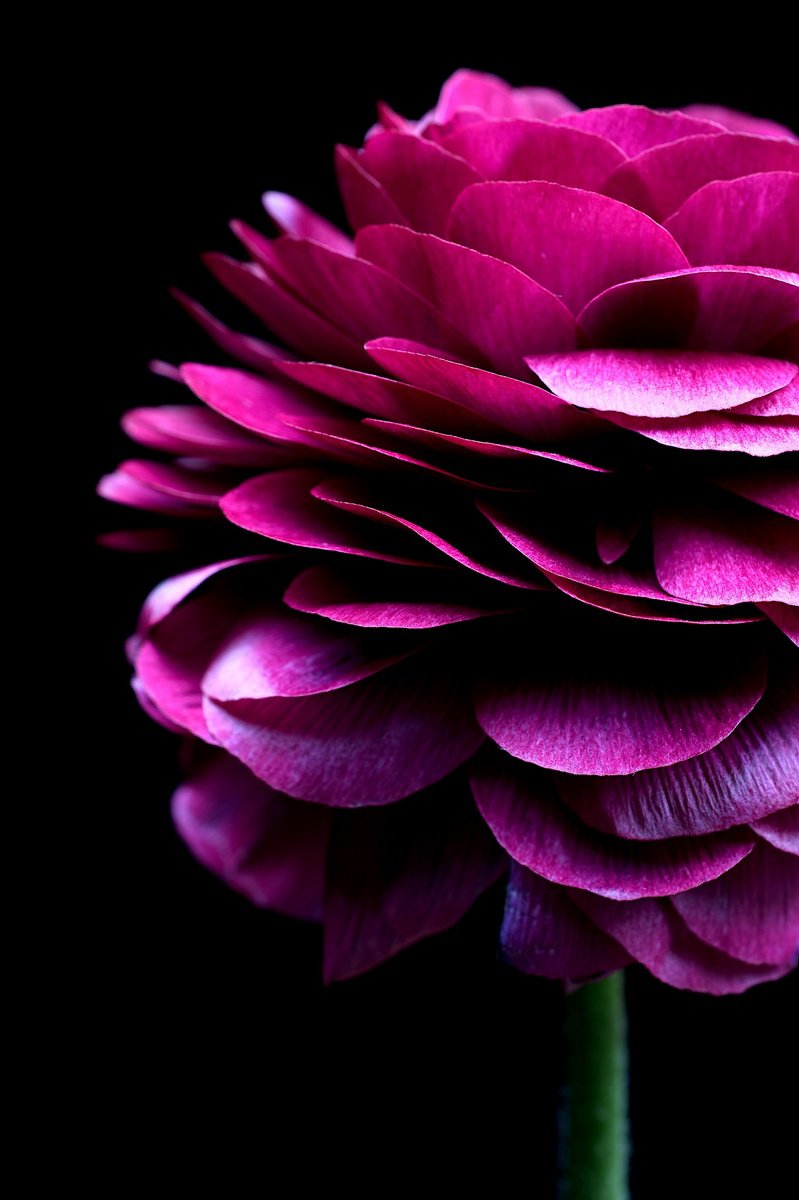 Photorealistic Botanical Photograph By Nadia Culph, 24 X 35", Magenta Ranunculus, Original Artwork