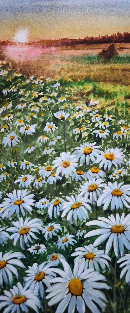 Chamomile field by Eugene Gorbachenko