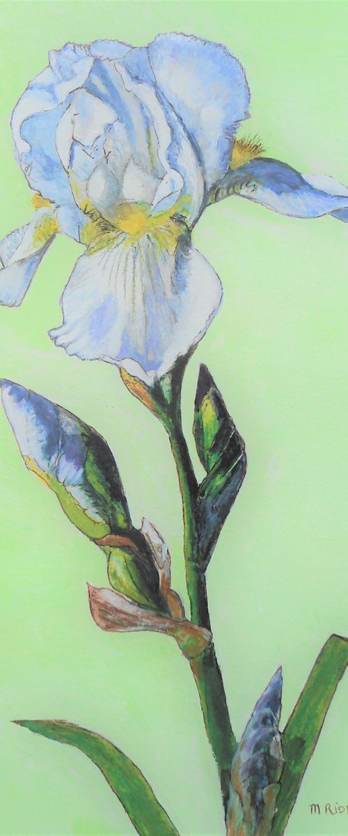 WHITE IRIS by Margaret Riordan