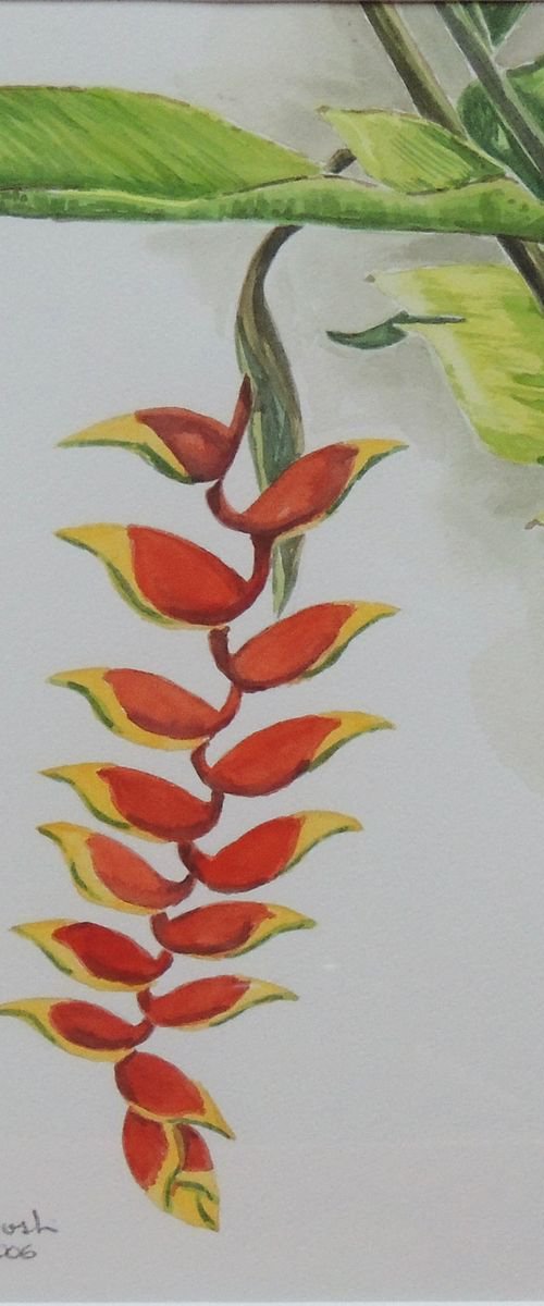 Heliconia rostrata by Krystyna Szczepanowski