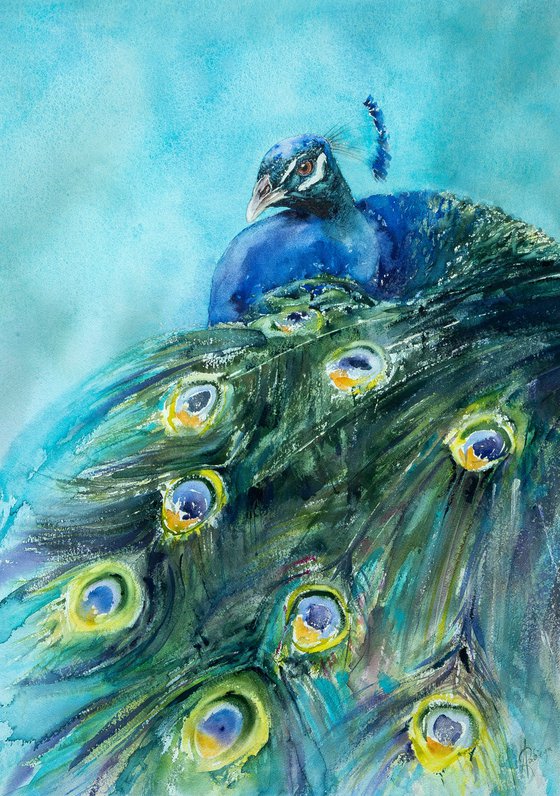 peacock