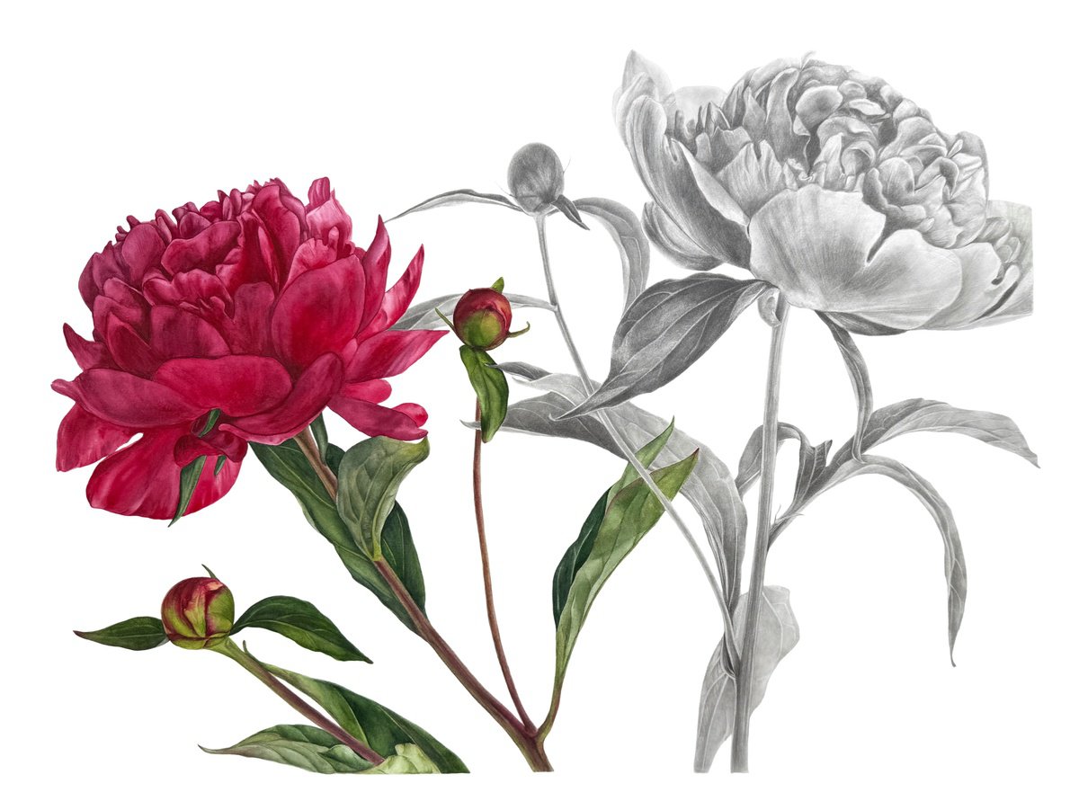 Photorealistic Botanical Painting By Anna Lyashenko, 30 X 22, Acceptance, Original Artwork