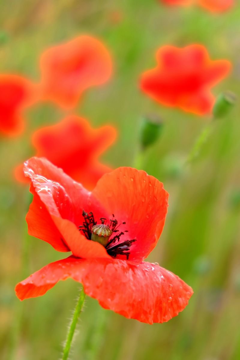 Poppies by Russ Witherington