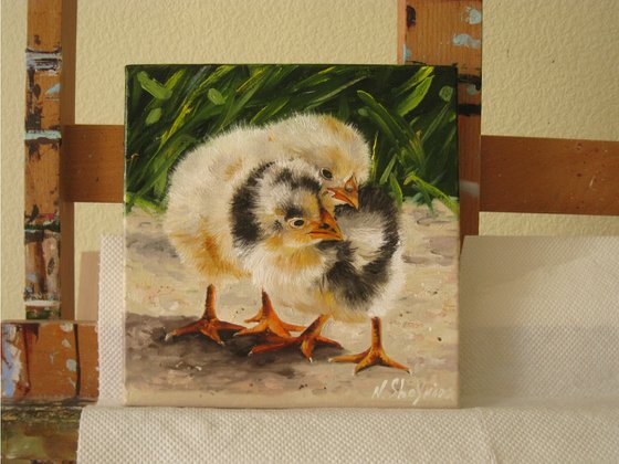 Baby Chicks in Grass