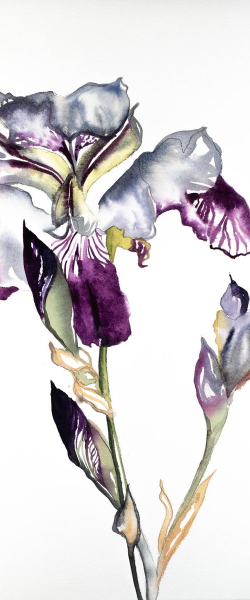 Iris No. 79 by Elizabeth Becker
