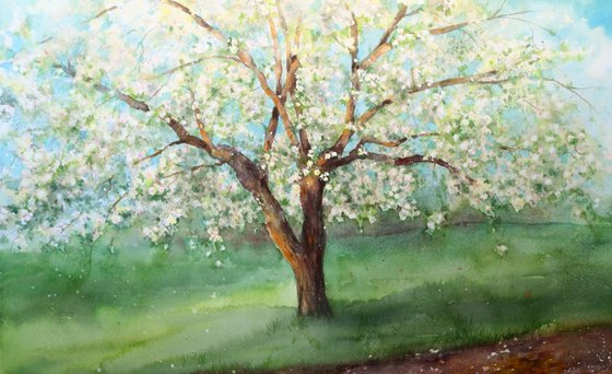 Blossoming Apple Tree Spring