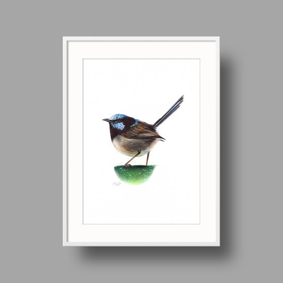 Superb Fairywren