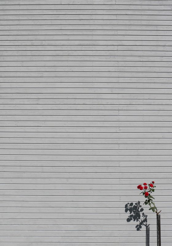Single flower