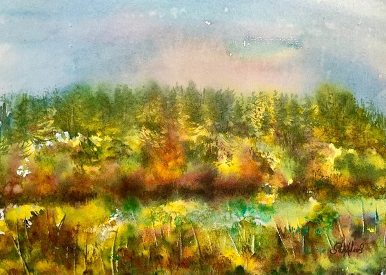 Wild broom valley, Exmoor