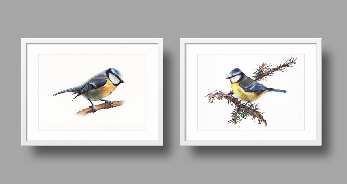 Photorealistic Animal Drawing By Daria Maier, 13 X 9, Birds Collection V, Original Artwork