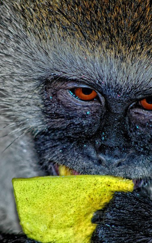 Mango Time by Marc Ehrenbold