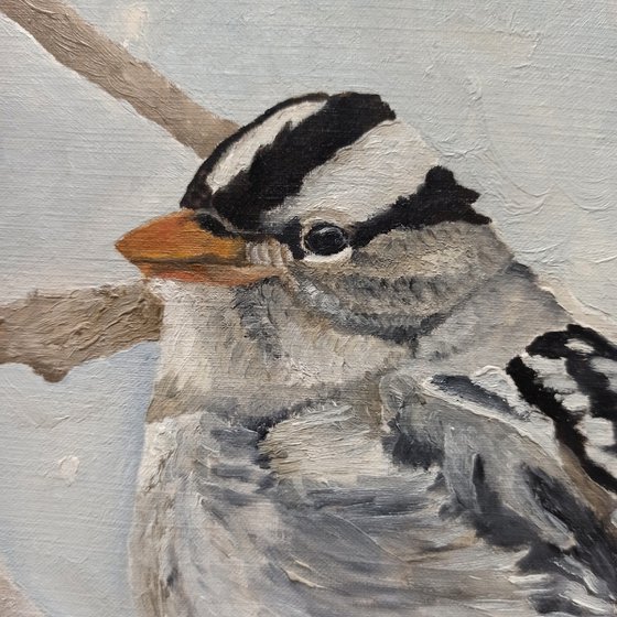 Let It Snow - White-crowned Sparrow