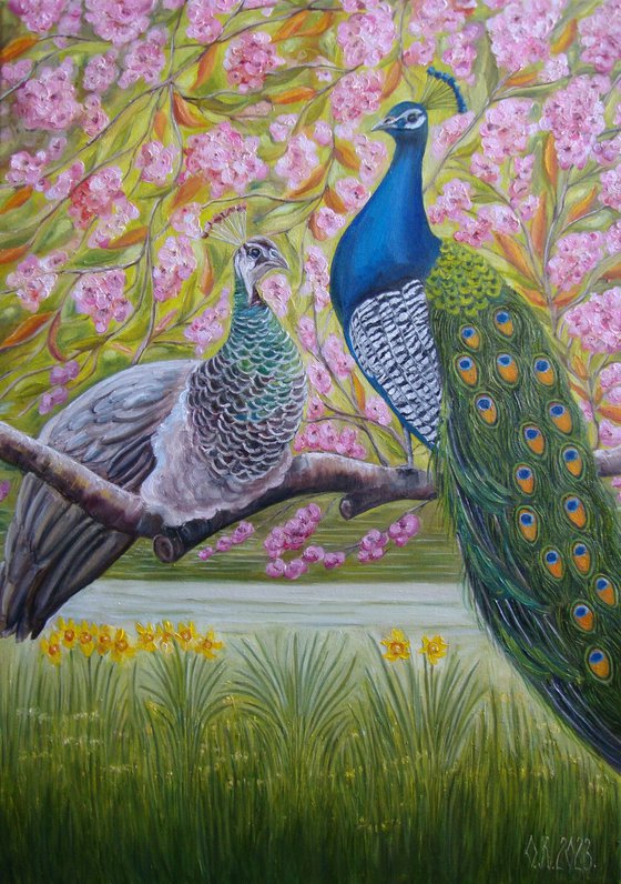 Peacock love