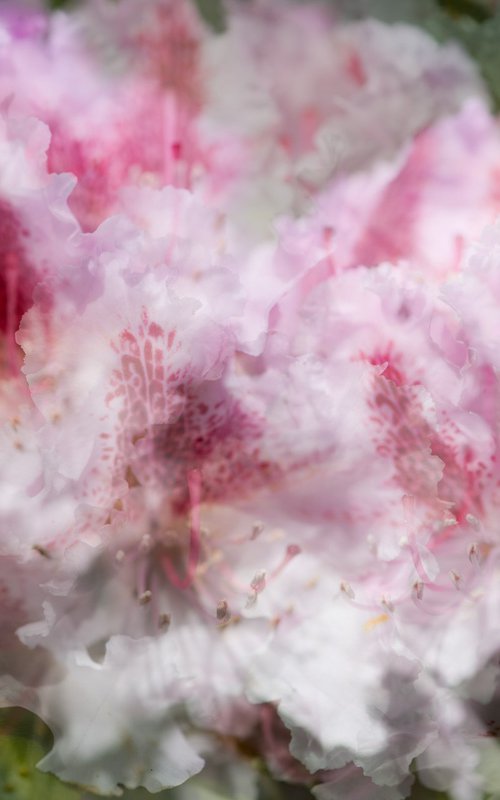 Pink 2 by Dieter Mach