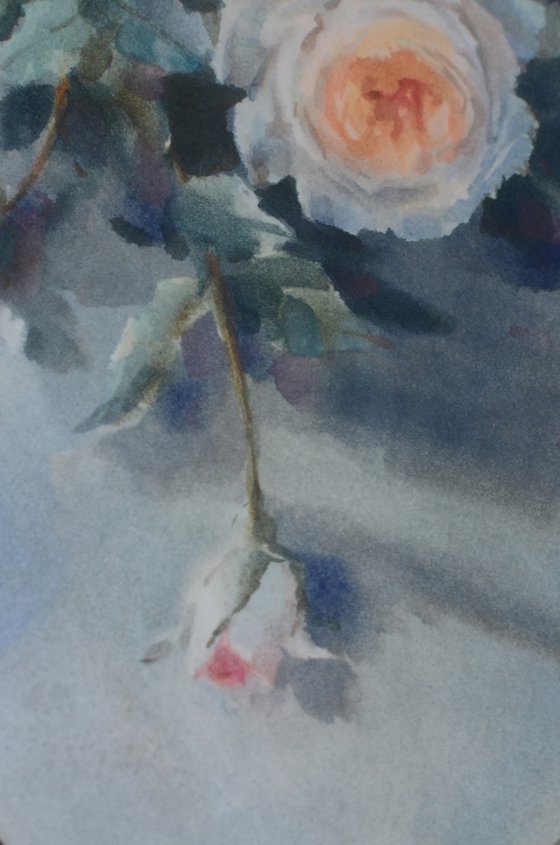 Roses and Shadows