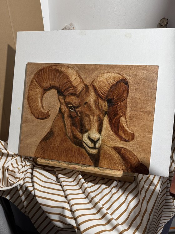 Ram Sheep
