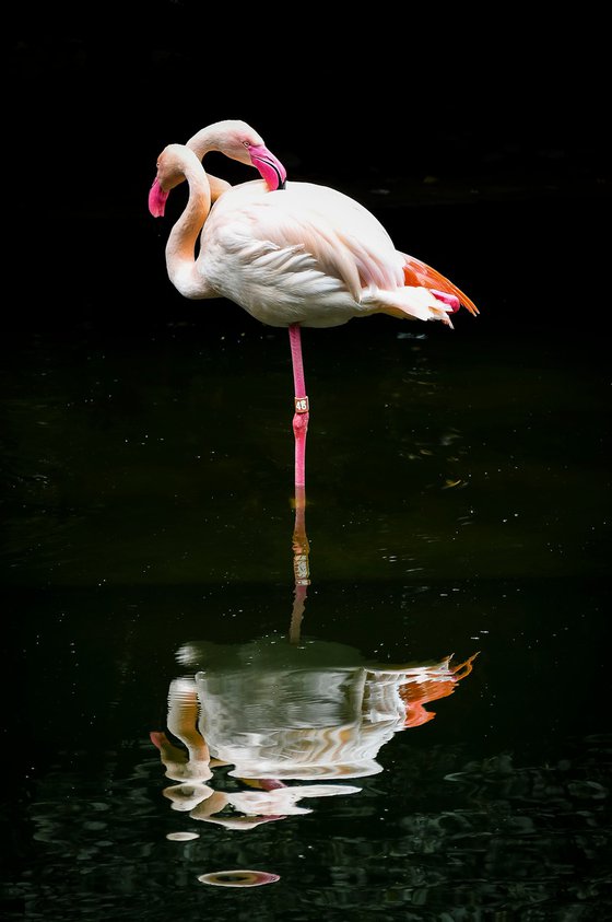 Flamingo_2
