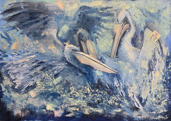 Blue pelicans