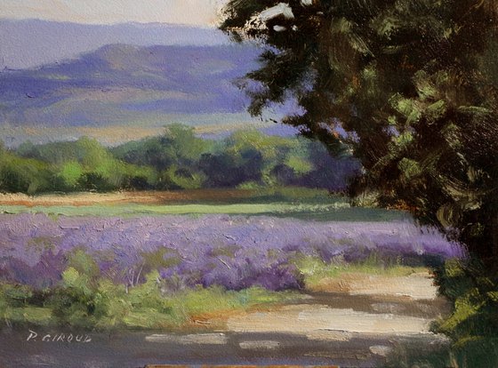 Lavender Field in Provence