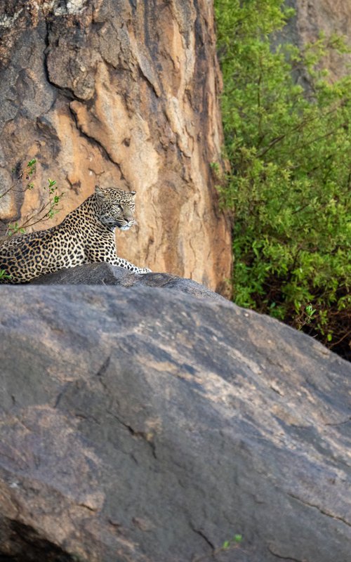 Rock, Tree, Leopard by Nick Dale