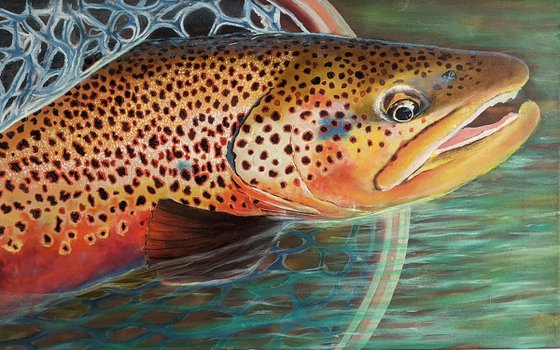 Trout - the gold of the rivers