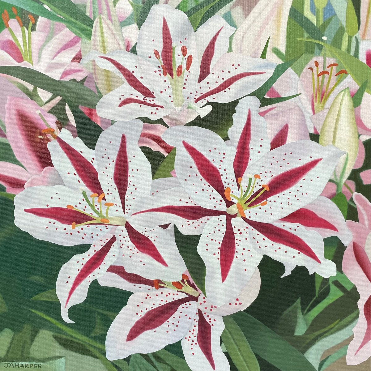 Photorealistic Botanical Oil Painting By Jill Ann Harper, 18 X 18, Pink And White Lilies, Original Artwork