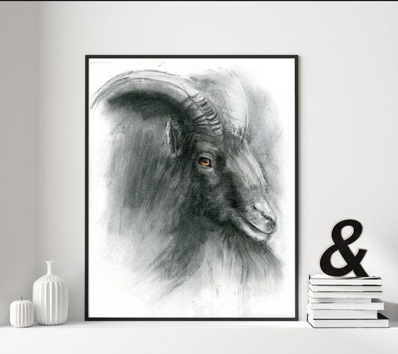 Goat portrait - Charcoal drawing