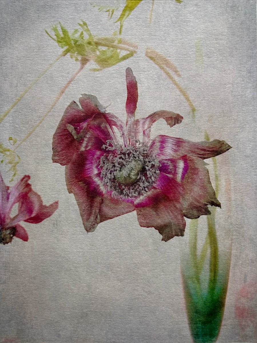 Expressive Botanical Photograph By Sarah Parsons, 12 X 15", Faded Anemomes, Original Artwork