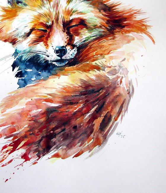 Sleeping red fox