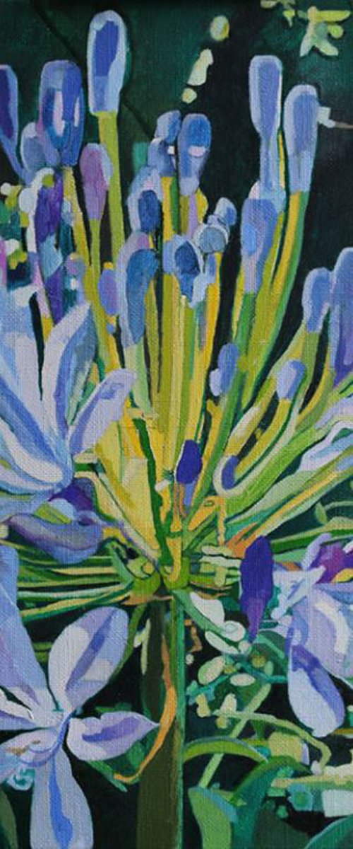Agapanthus by Kenneth Hay