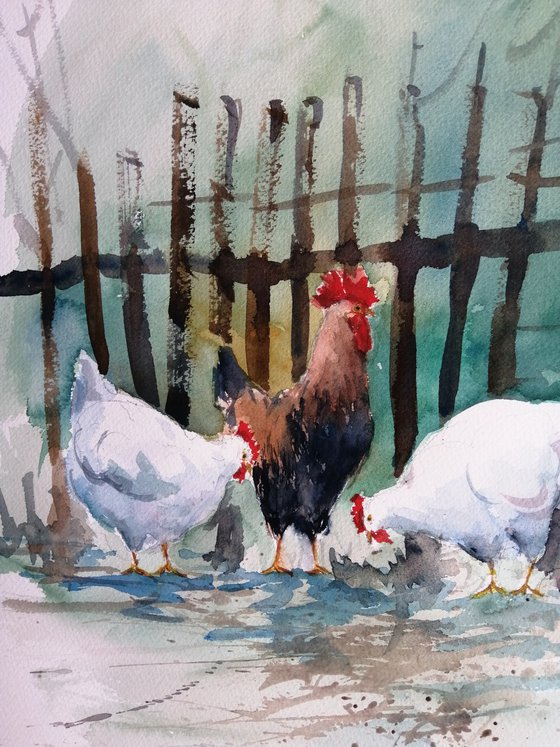 roosters and hens 11