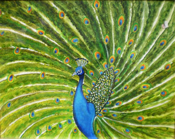 Glorious Peacock