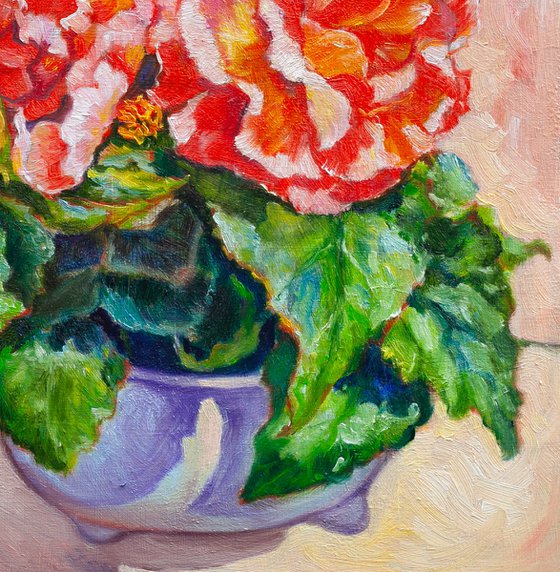 Begonia