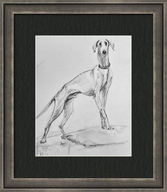 The Mudhol hound - Pet Dog Pencil sketch