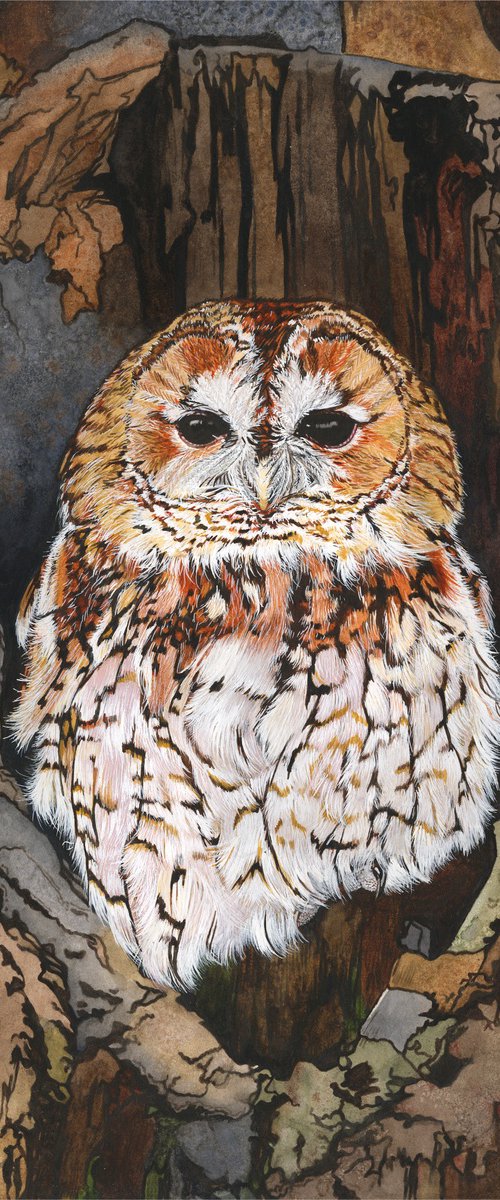 Tawny Owl by Irsa Ervin