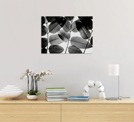 Experiments with Leaves II | Limited Edition Fine Art Print 1 of 10 | 45 x 30 cm