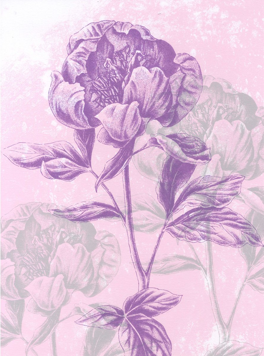 Illustrative Botanical Screenprint By Louise Boulton, 11 X 14", Peonies, Original Artwork