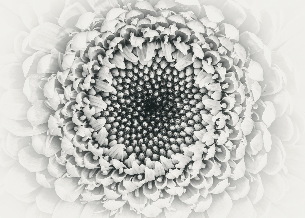 Organic Botanical Photograph By Inna Etuvgi, 23 X 17, The Whisper, Original Artwork